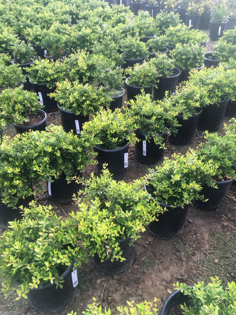 Photo for Pittosporum tobira 'Turner's Variegated Dwarf' (Turner's Variegated Dwarf Pittosporum)