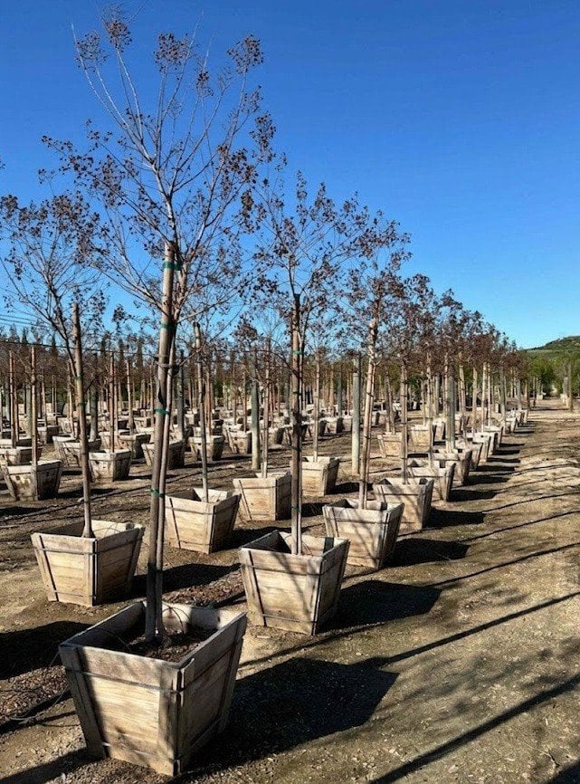 Photo for Lagerstroemia indica x fauriei 'Muskogee' (Standard) (Muskogee Crape Myrtle)