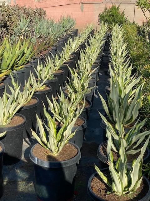 Photo for Furcraea foetida 'Variegata' (Variegated False Agave)