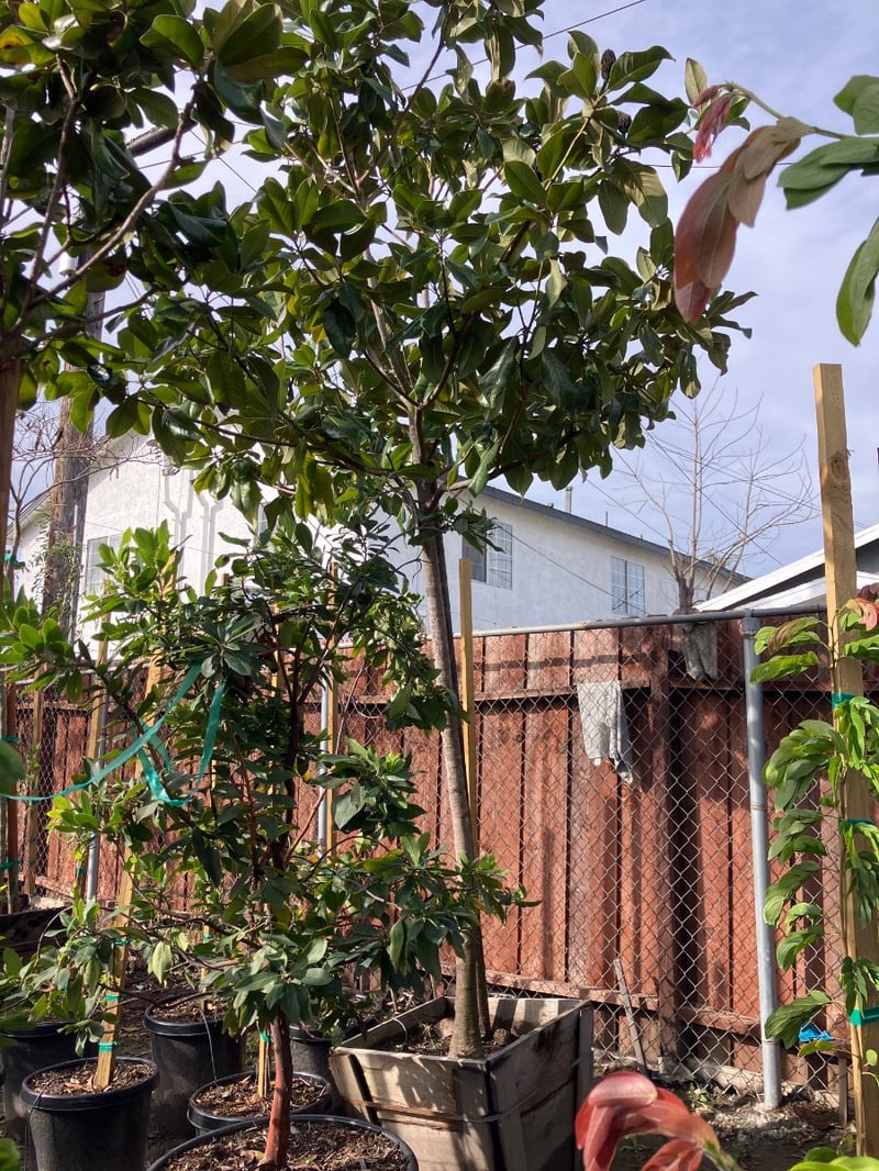 Photo for Magnolia grandiflora (Southern Magnolia)