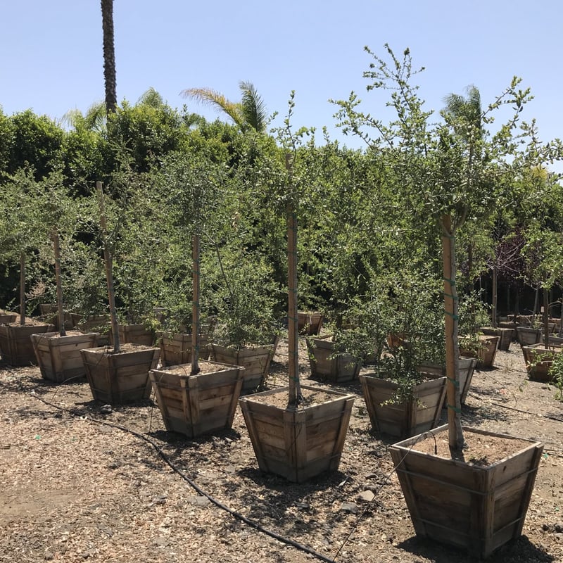 Photo for Quercus agrifolia (Standard) (Coast Live Oak)