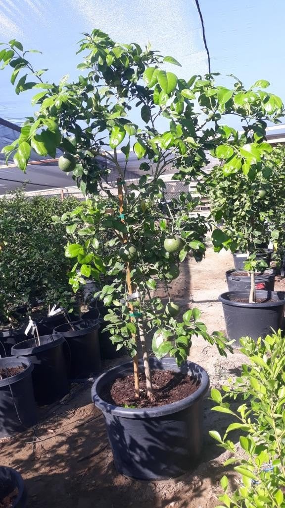 Photo for Citrus x paradisi 'Oro Blanco' (Oro Blanco Grapefruit)