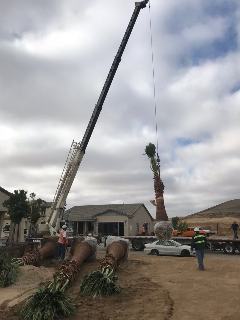 Photo for Washingtonia filifera (12' BTH) (California Fan Palm)
