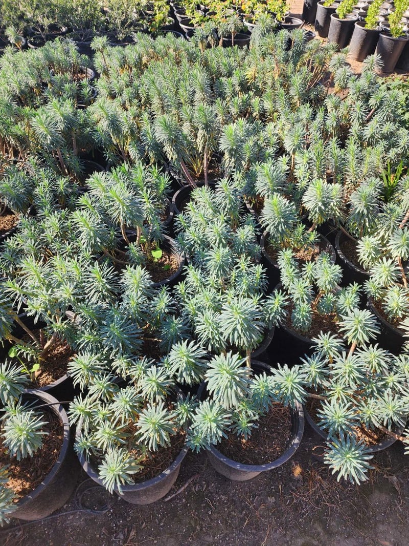 Photo for Euphorbia characias wulfenii (Mediterranean Spurge)
