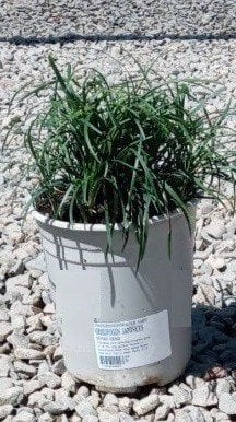 Photo for Ophiopogon japonicus (Mondo Grass)
