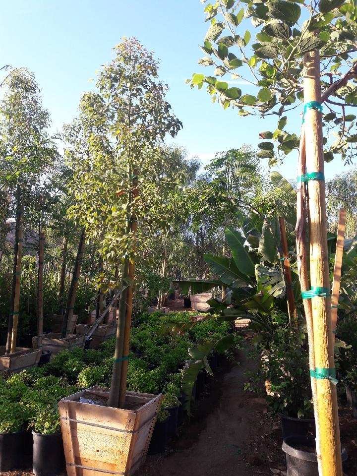 Photo for Brachychiton populneus (Bottle Tree)