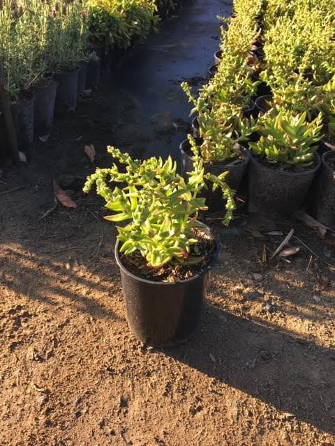 Photo for Crassula capitella 'Campfire' (Campfire Crassula, Crassula 'Blaze', C. 'Flame')