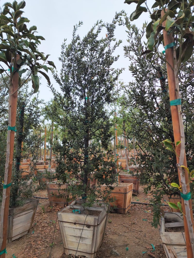 Photo for Quercus ilex (Holly Oak, Holm Oak)
