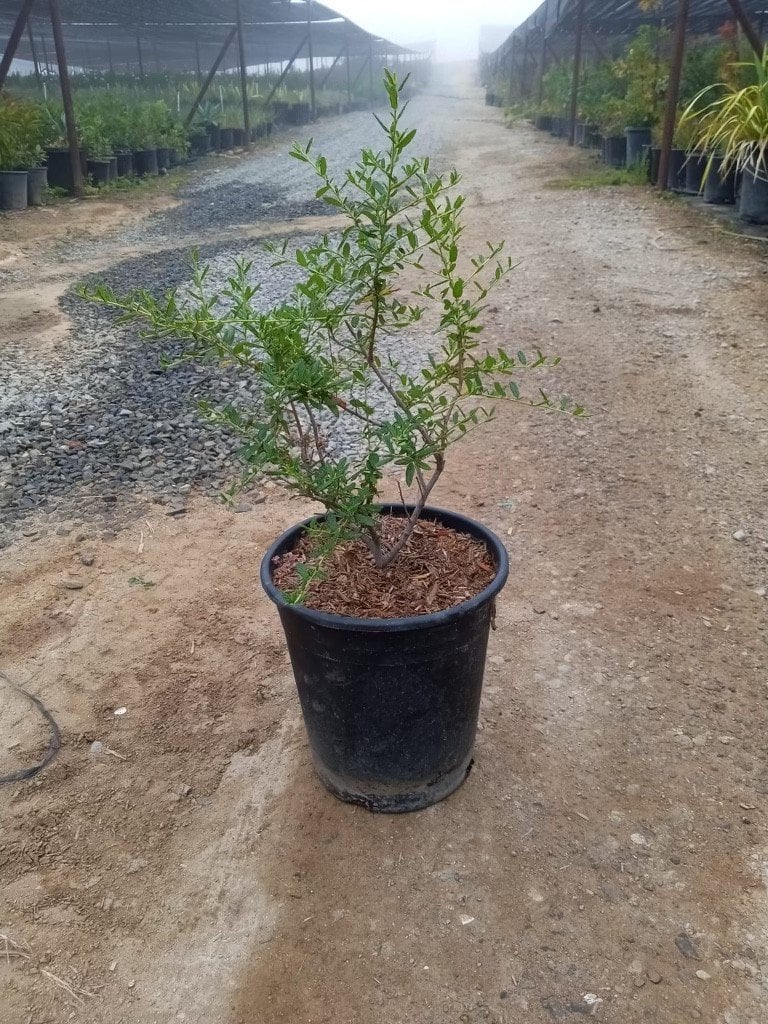 Photo for Ceanothus thyrsiflorus ‘Skylark’ (Skylark Wild Lilac)