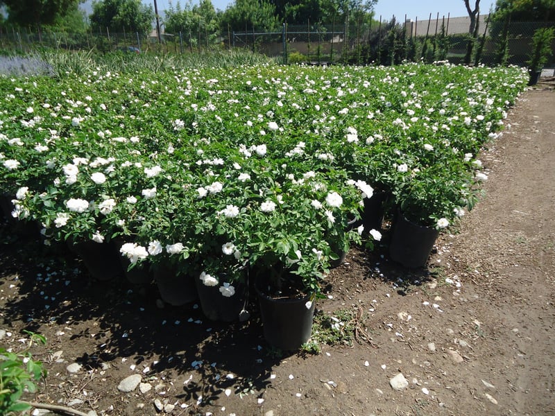 Photo for Rosa acicularis 'Iceberg' (Iceberg Rose)