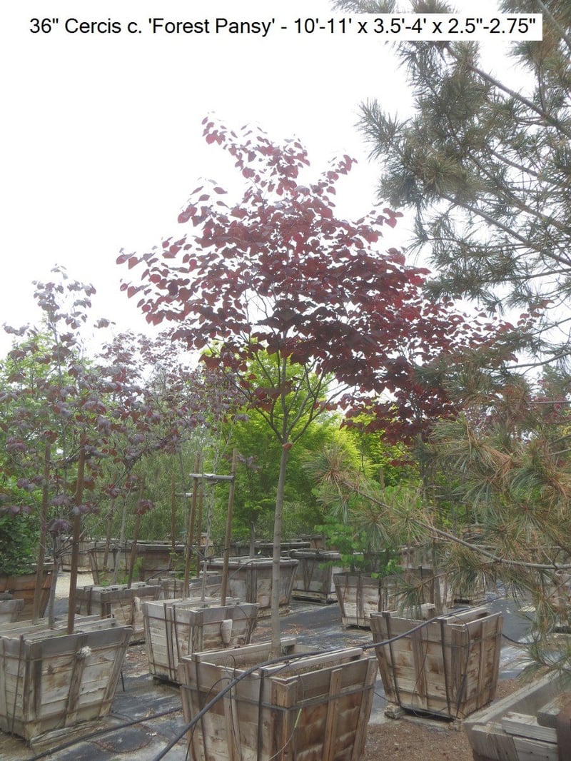 Photo for Cercis canadensis 'Forest Pansy' (Eastern Redbud 'Forest Pansy')