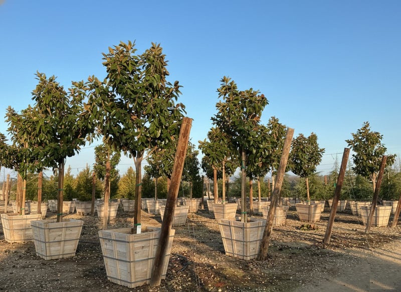 Photo for Magnolia grandiflora 'Saint Mary' (Saint Mary Southern Magnolia)