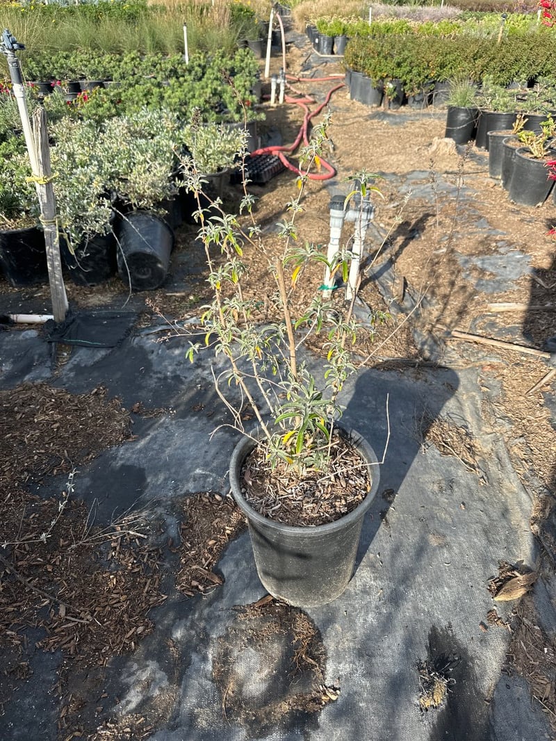 Photo for Buddleja davidii (Butterfly Bush)