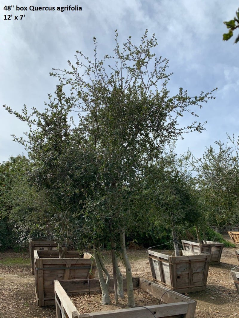 Photo for Quercus agrifolia (Low Branching) (Coast Live Oak)