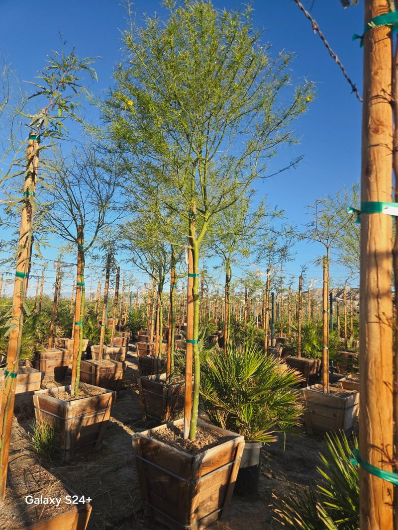 Photo for Parkinsonia 'Desert Museum' (Standard) (Desert Museum Palo Verde)
