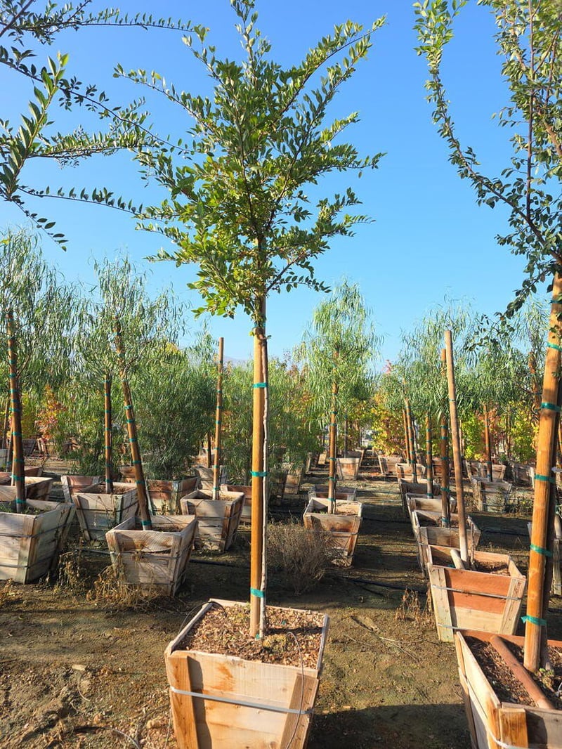 Photo for Ulmus parvifolia (Chinese Elm, Lacebark Elm)