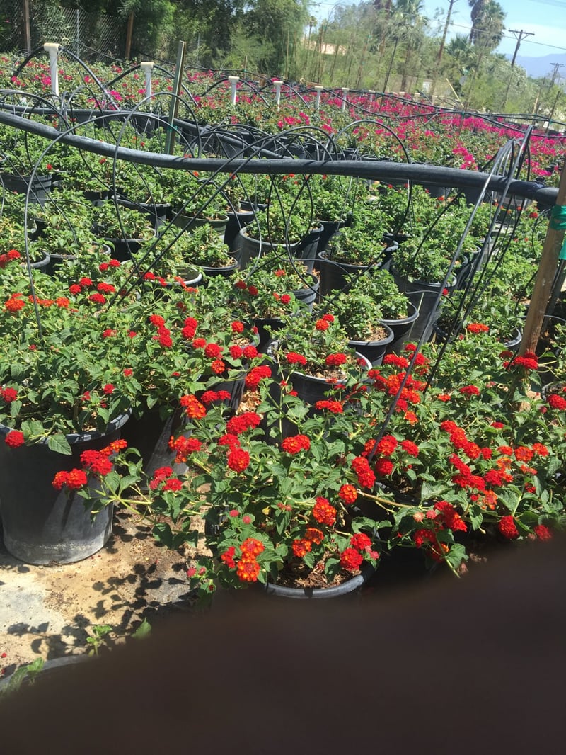 Photo for Lantana camara (Common Lantana)