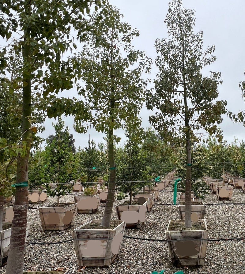 Photo for Brachychiton populneus (Standard) (Bottle Tree)