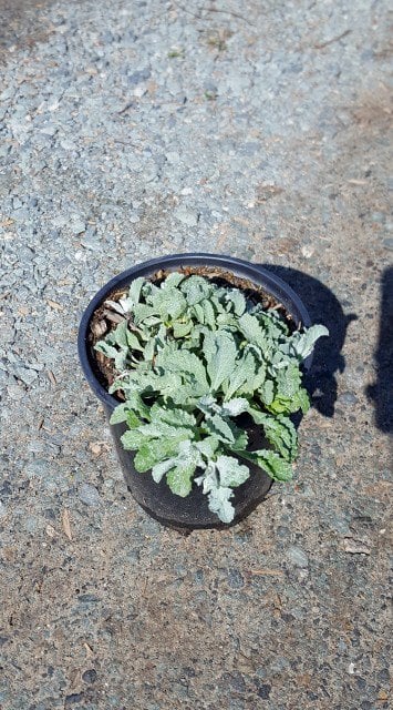 Photo for Lessingia filaginifolia 'Silver Carpet' (Silver Carpet Beach Aster )