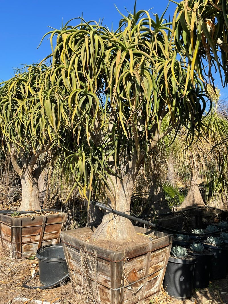 Photo for Aloe tongaensis (Medusa Tree Aloe)
