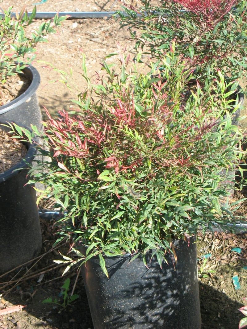 Photo for Nandina domestica 'Monfar' (Sienna Sunrise Heavenly Bamboo)