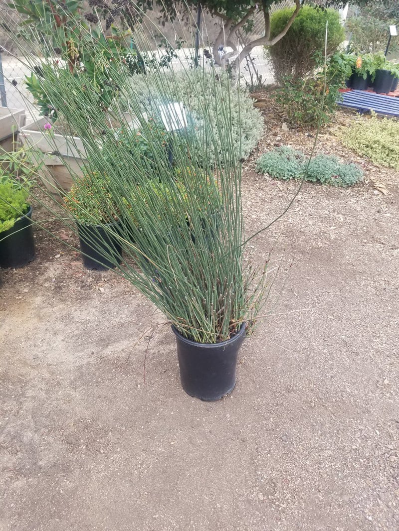 Photo for Chondropetalum elephantinum (Large Cape Rush)