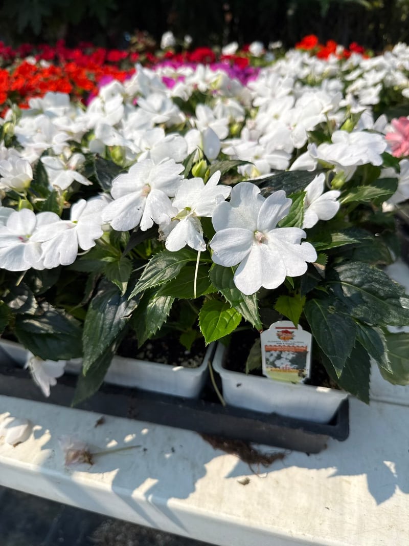 Photo for Impatiens 'Sunpatiens' (Sunpatiens hybrid Impatiens)