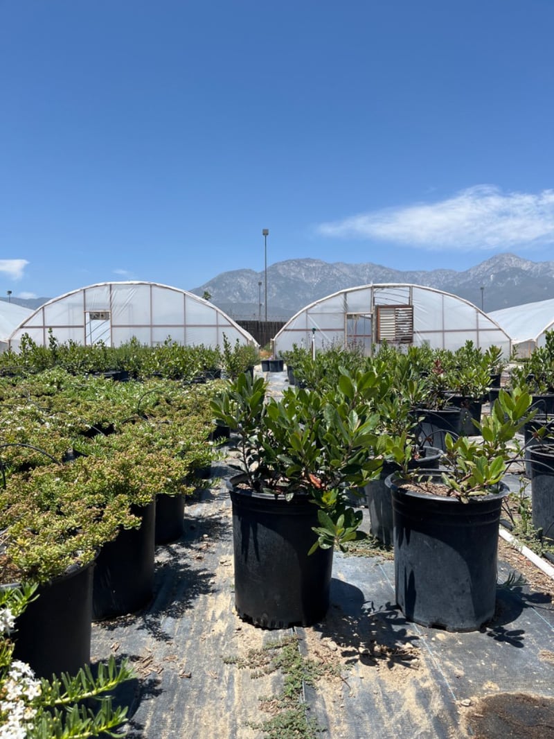 Photo for Heteromeles arbutifolia (Standard) (Toyon)
