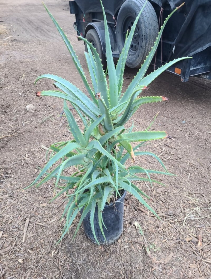 Photo for Aloe arborescens (Torch Aloe)