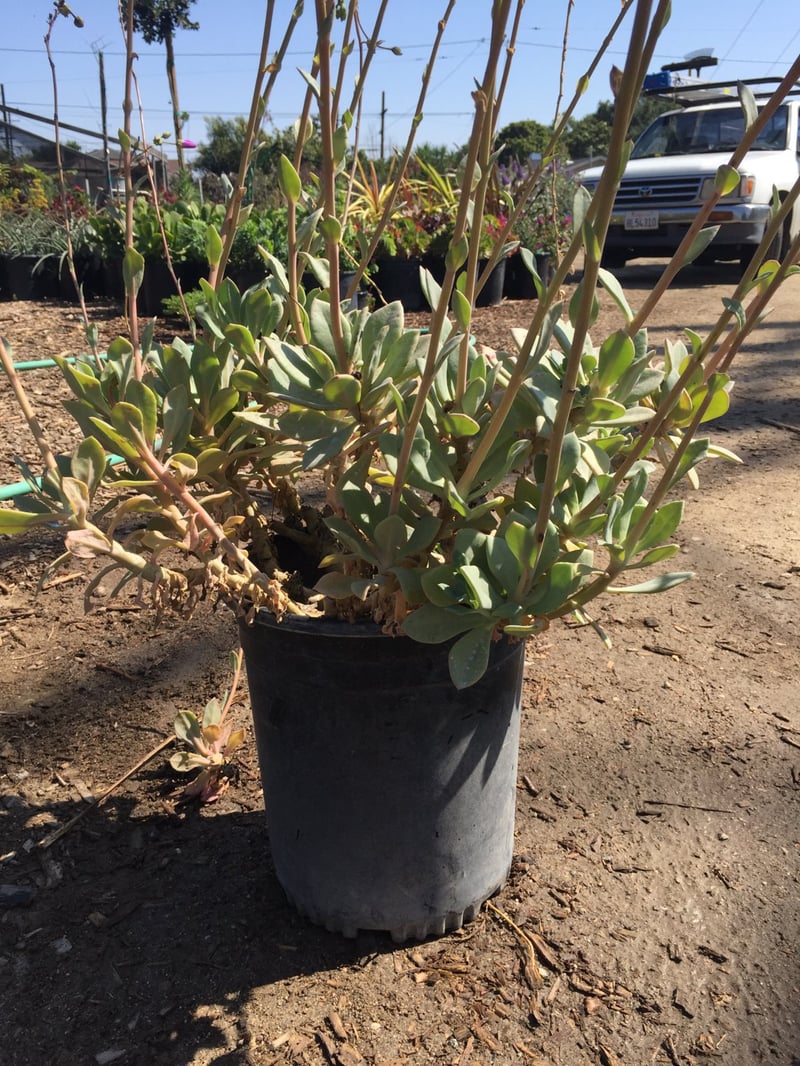 Photo for Calandrinia spectabilis (Rock Purslane)