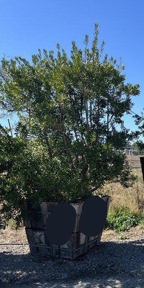 Photo for Myrica californica (Pacific Wax Myrtle)