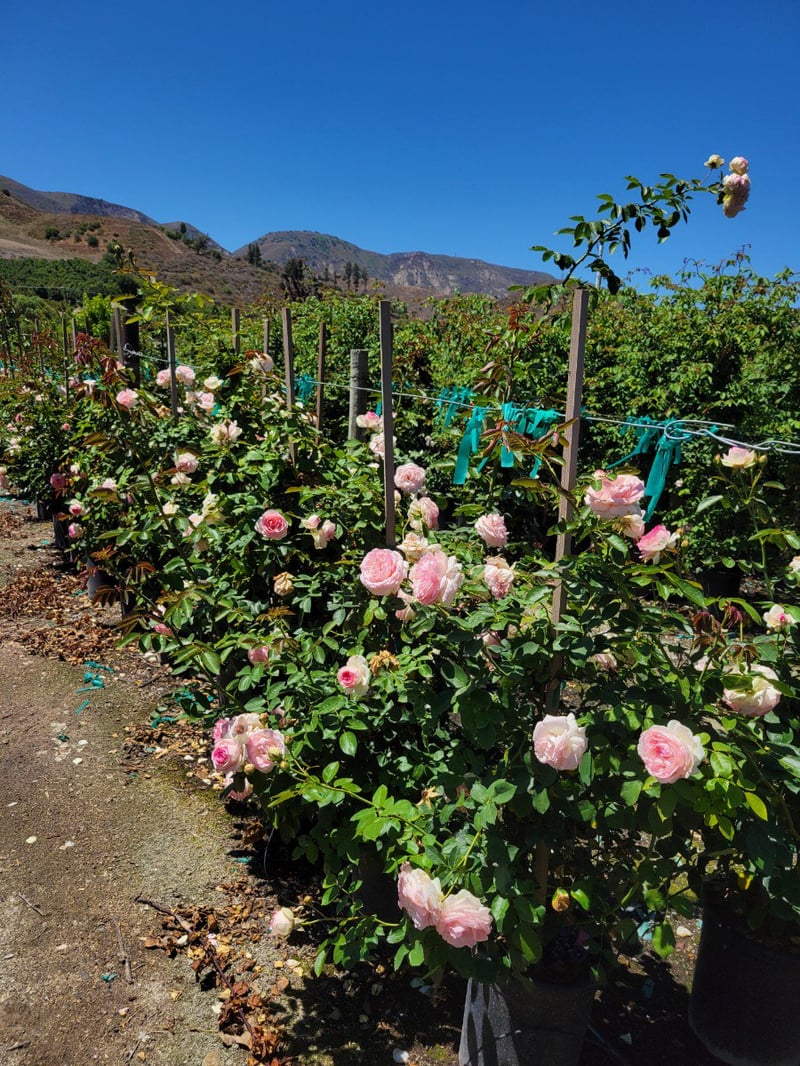 Photo for Rosa 'Eden' (Eden Climbing Rose)
