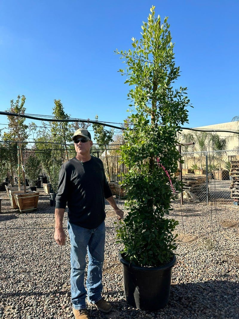 Photo for Ficus microcarpa nitida (Column) (Indian Laurel)