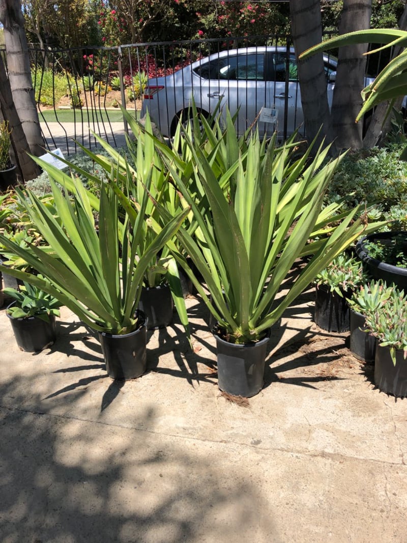 Photo for Furcraea foetida (Mauritius Hemp)