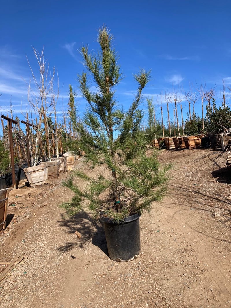 Photo for Pinus eldarica (Afghan Pine)