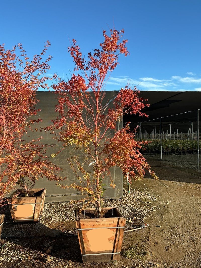 Photo for Acer palmatum 'Sango-kaku' (Sango-Kaku Japanese Maple)
