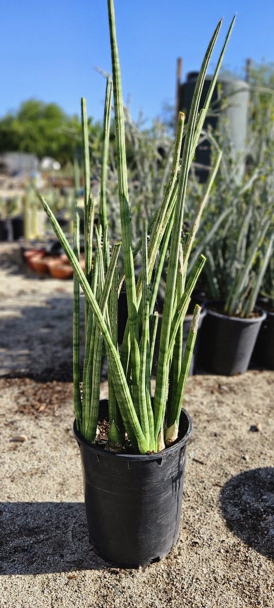 Photo for Sansevieria cylindrica (Skyline Spear Sansevieria)