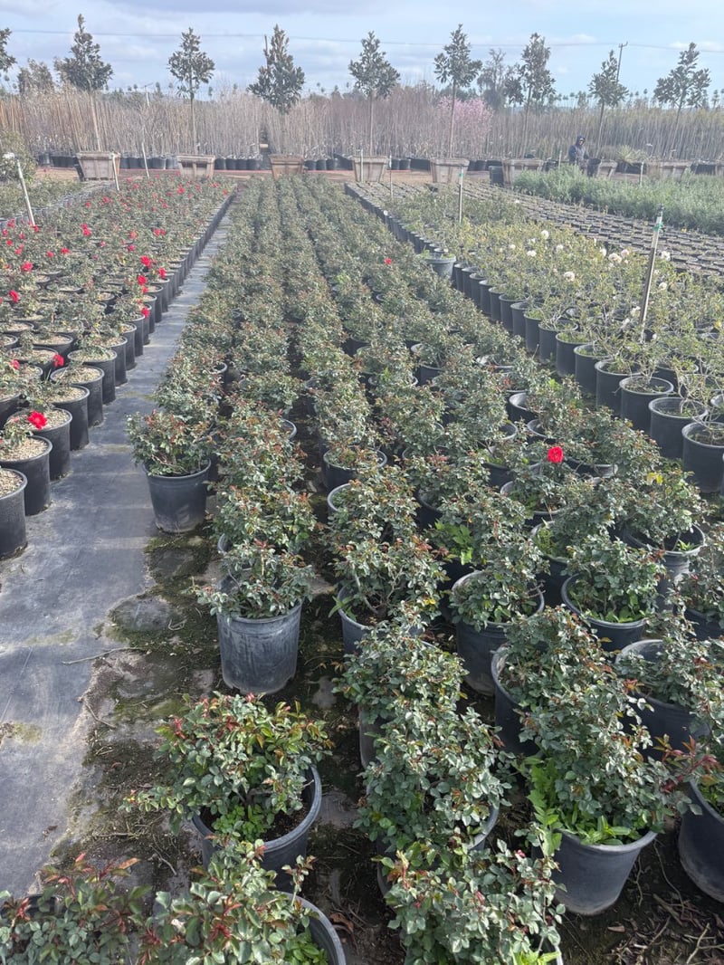 Photo for Rosa 'Iceberg Red' (Red Iceberg Rose)
