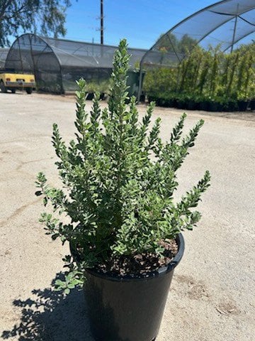 Photo for Leucophyllum frutescens 'Green Cloud' (Green Cloud Texas Ranger)