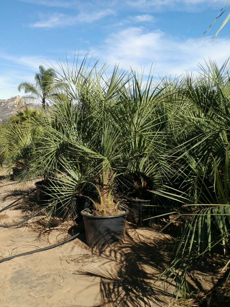 Photo for Butia capitata (Jelly Palm)