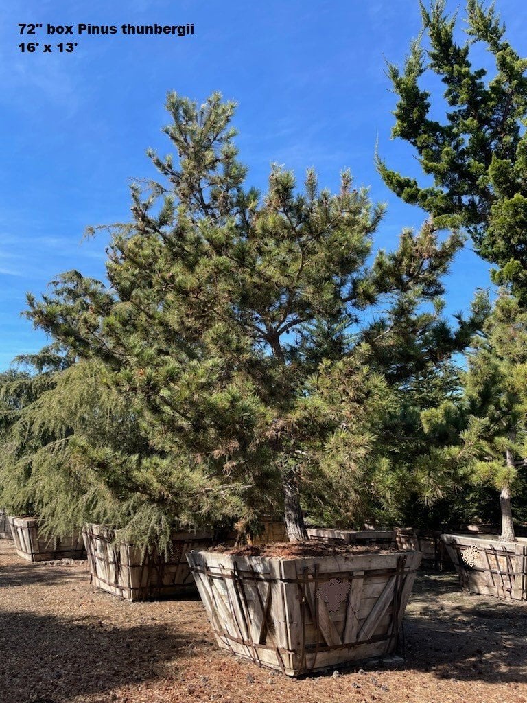Photo for Pinus thunbergii (Japanese Black Pine)