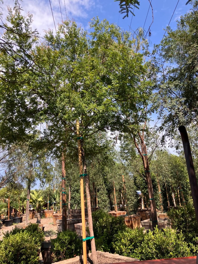 Photo for Ulmus parviflora 'True Green' (True Green Chinese Elm)