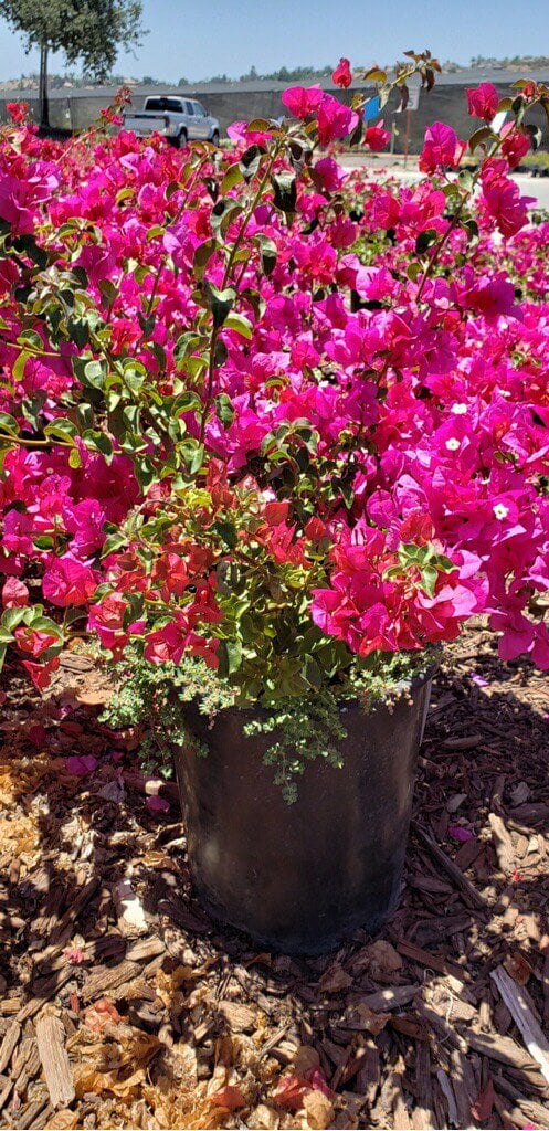 Photo for Bougainvillea ‘Temple Fire’ (Temple Fire Bougainvillea)