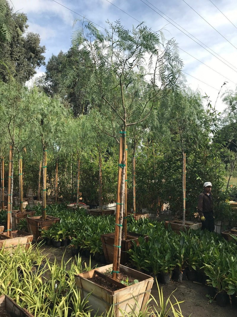 Photo for Schinus molle (Standard) (California Pepper)