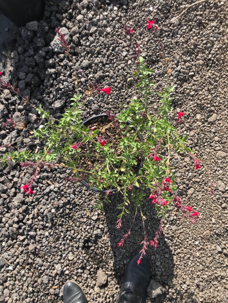 Photo for Salvia greggii (Autumn Sage)