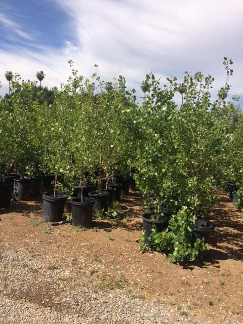Photo for Populus fremontii (Standard) (Fremont Cottonwood)