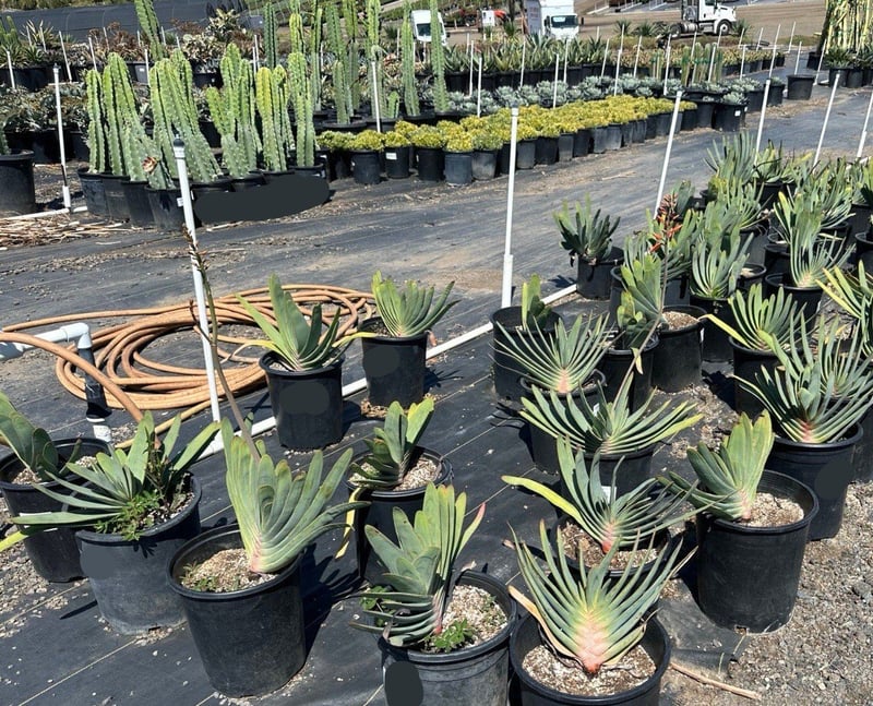 Photo for Aloe plicatilis (Fan Aloe)
