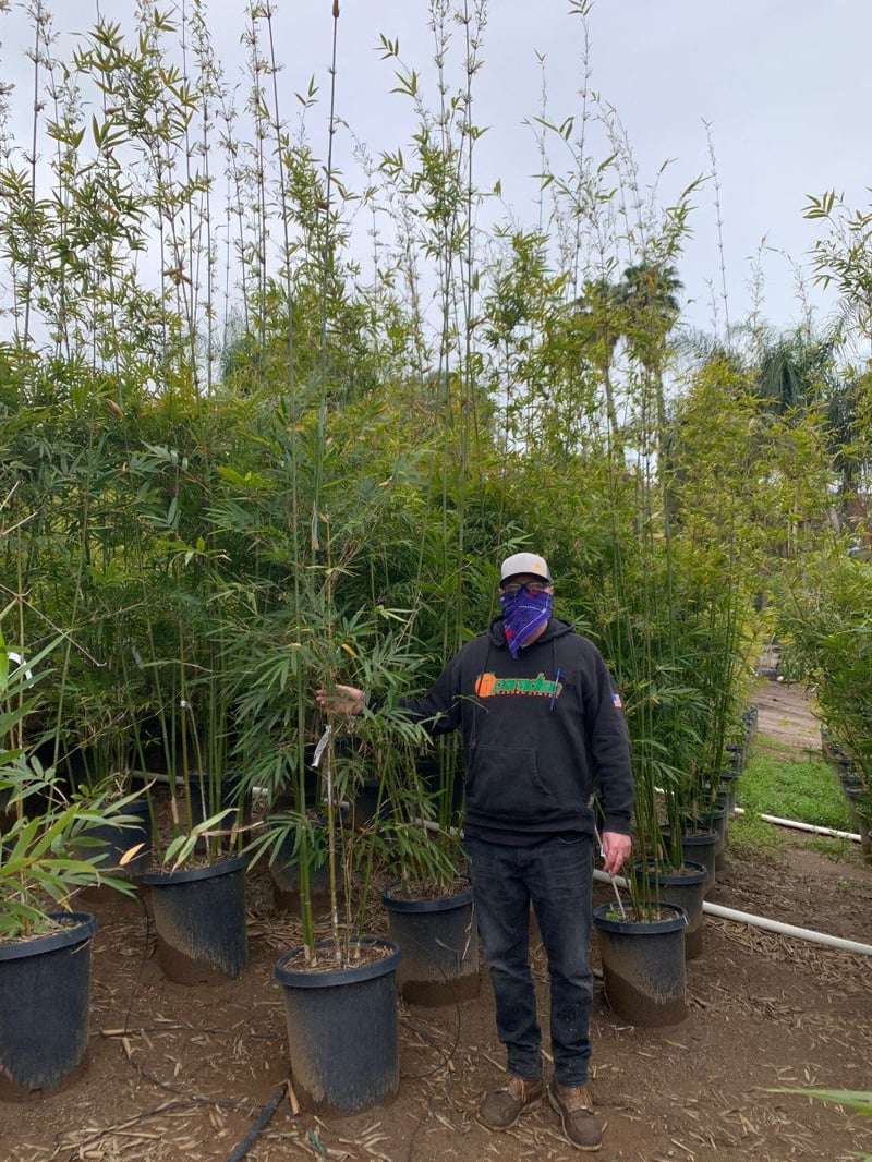 Photo for Bambusa textilis 'Gracilis' (Slender Weaver's Bamboo)