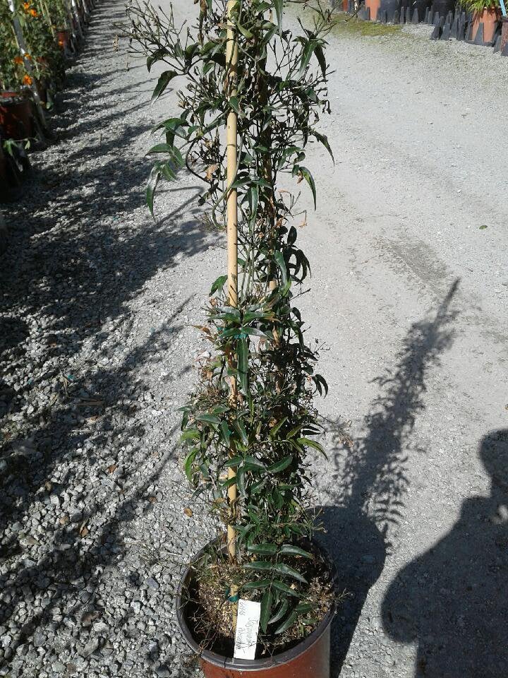 Photo for Jasminum polyanthum (Pink Jasmine)