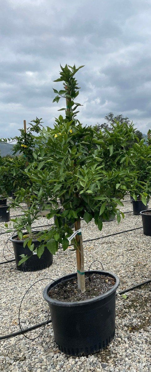 Photo for Citrus reticulata (Satsuma Mandarin Orange)